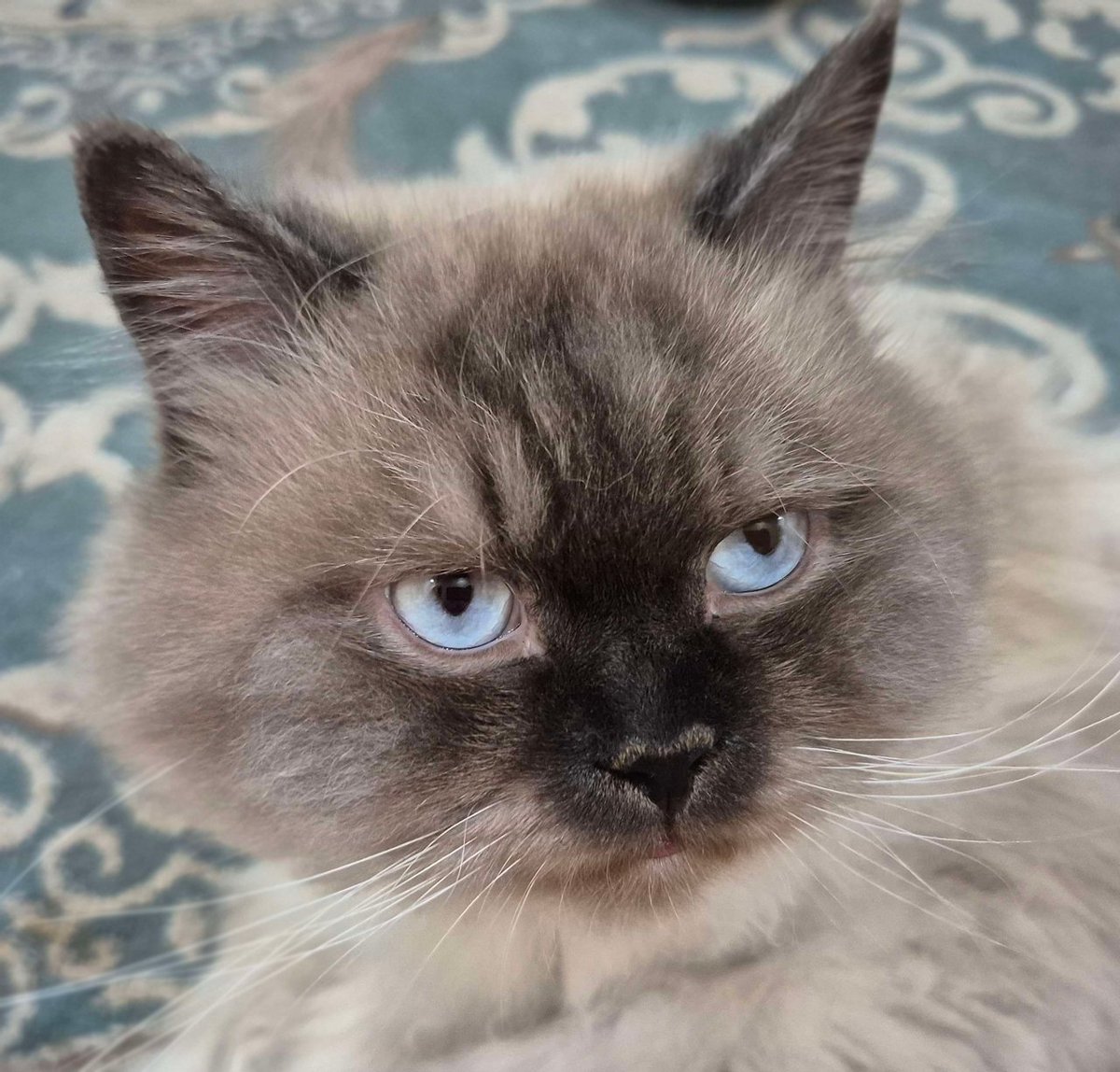 لولا مخافة الله كان كفخته

جاي أسلم عليه راح عطس بوجهي