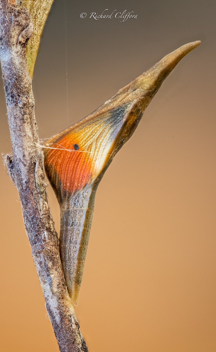 Richard Clifford 🇬🇧 tweet media