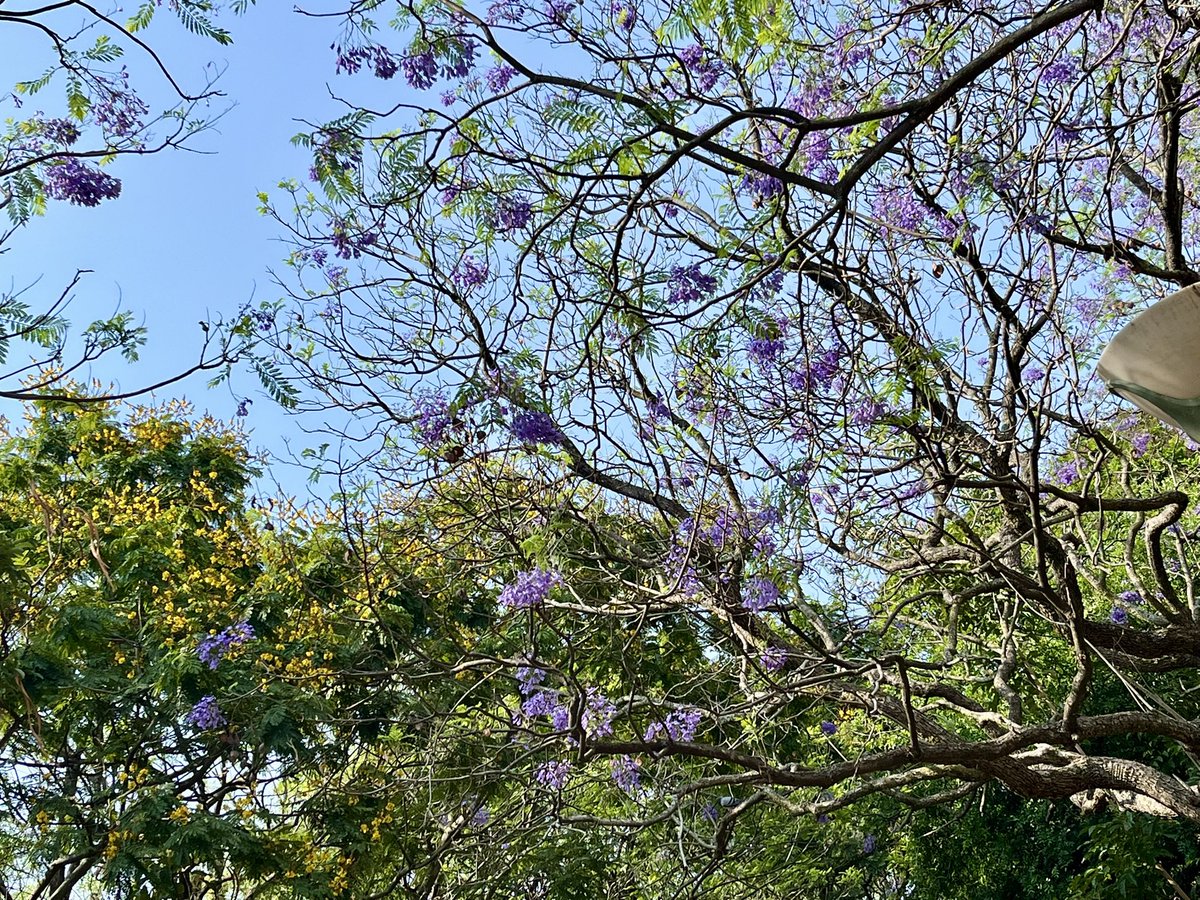 vmanjunath's tweet image. Jacarandas rule March and April #Lalbagh