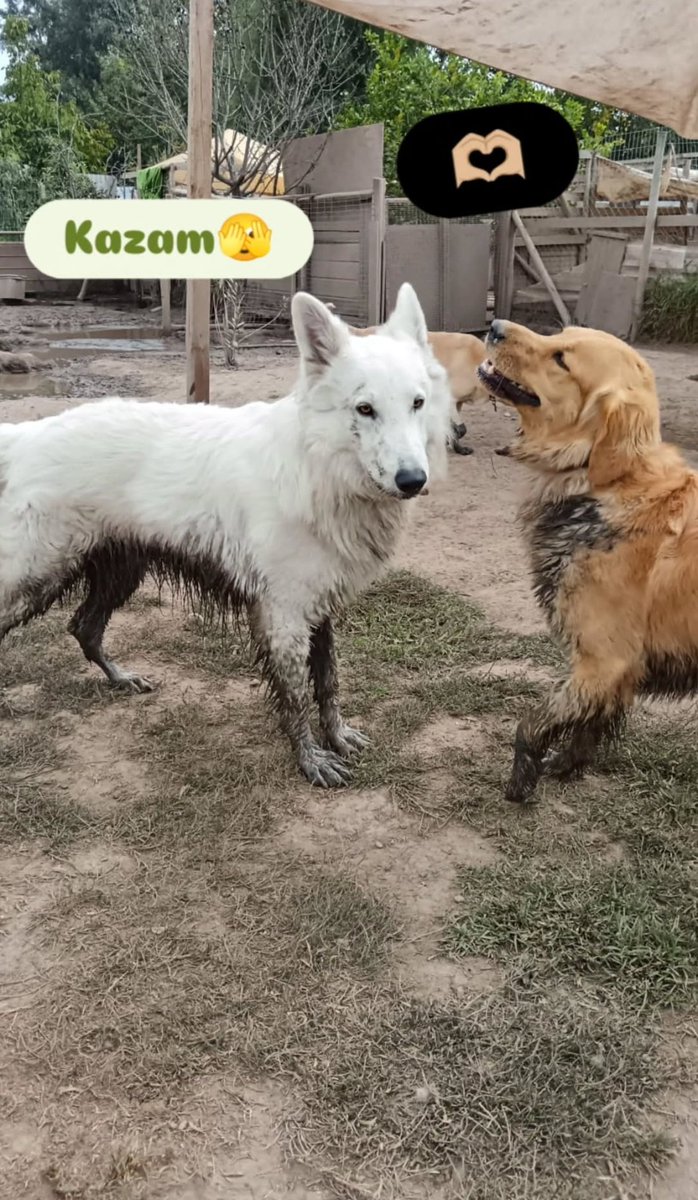 vrrrfly2's tweet image. Dianita encontró hasta pololo y las otras andan llorando AHHH KDKDKSKDK 👀👀 #BigSkar #FreeSkar 
@Skar_merenguito que opinas de esta pareja que está enamorada?