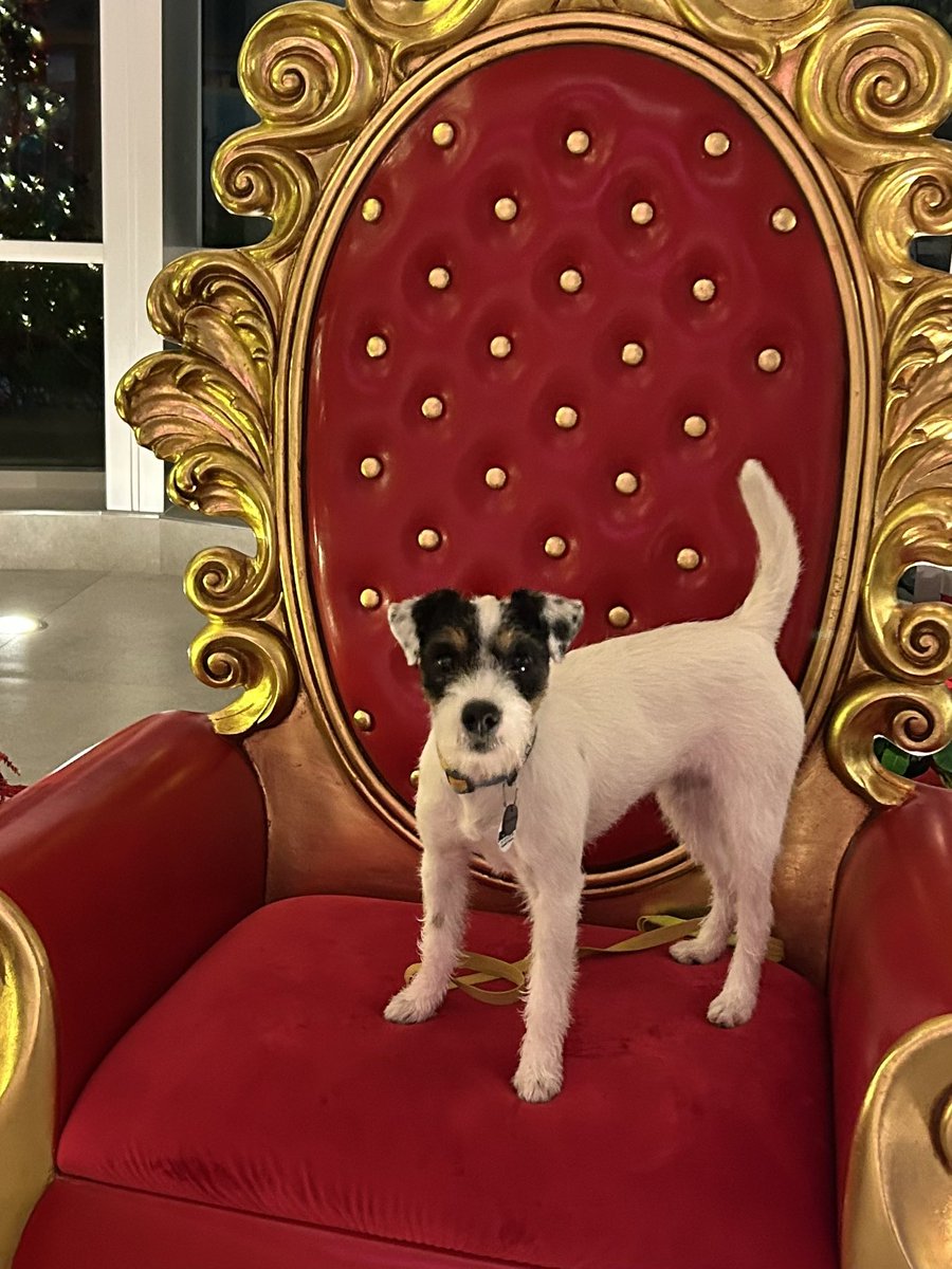 ArloParson's tweet photo. Gloria was Best of Breed today at the Trap Falls Kennel Club show in West Springfield, MA - thank you Judge Elaine L. Whitney. This is her 20th Best of Breed title since the beginning of the year 🫢
Go Gloria 👏👏👏
@PebbleTerrier @RatscallionPRTs @ILuvU24ever @bertie_lakeland https://t.co/ONpiP5Q2Nr