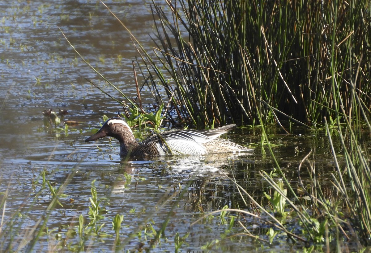 A pair of Garganey this afternoon on pool by towpath just SW of Stoke Lock, Guildford. My thanks to <a href="/malcolmsdiary/">Malcolm</a> for the information. I'm sure others have better photos but these are the best I could do. <a href="/SurreyBirdNews/">SurreyBirdClubNews</a>