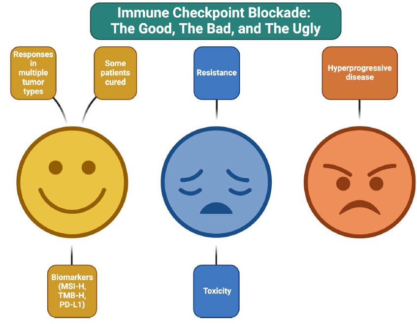 Praveen Kumar Marimuthu (@drmpk91) on Twitter photo Great Mini-Review article on "Lessons learned from a decade of immune checkpoint inhibition"
link.springer.com/article/10.100…
<a href="/Dr_R_Kurzrock/">Razelle Kurzrock, MD</a>
The Good ✅ 😊 🌟
▶️Can use reasonably reliable biomarkers - MSI/PDL1 high/TMB to predict response to ICIs
▶️Patients with metastatic disease Great Mini-Review article on "Lessons learned from a decade of immune checkpoint inhibition"
link.springer.com/article/10.100…
<a href="/Dr_R_Kurzrock/">Razelle Kurzrock, MD</a>
The Good ✅ 😊 🌟
▶️Can use reasonably reliable biomarkers - MSI/PDL1 high/TMB to predict response to ICIs
▶️Patients with metastatic disease