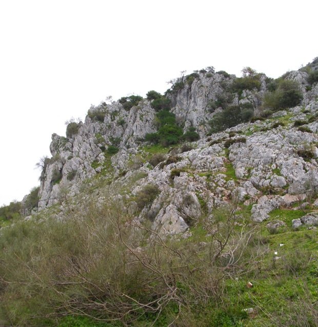 franmartin24's tweet image. Espacio Natural "Los Tajillos"en la Sierra de Estepa. Es una zona con una morfología diversa, como limos,arcillas, gravas, calizas. Destaca además por su flora natural, encina, palmito, tomillo. En cuanto a su fauna, cabra, zorro, milano, cernícalo etc.