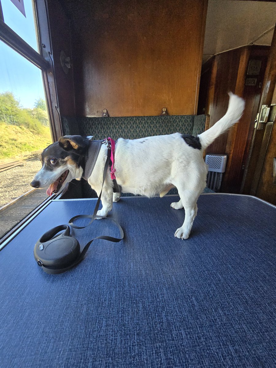 A Jack Russell doing Jack Russell things.