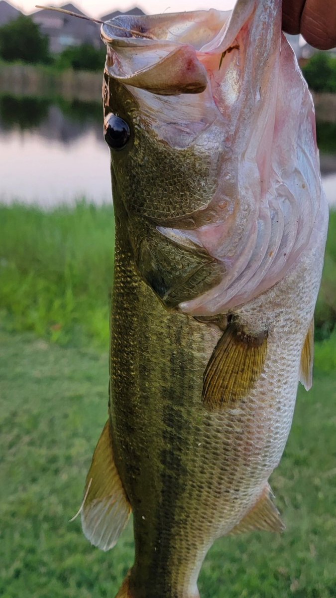 Robby_witdatool's tweet image. Bass fishing on a Sunday