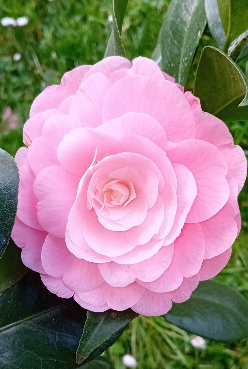 #Flowers, La signora in rosa

Ph.Mia Camelia Japonica