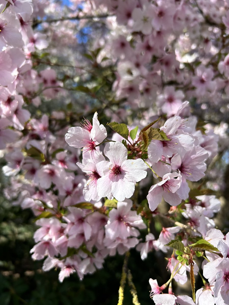 Spring in its perfection 🌸
