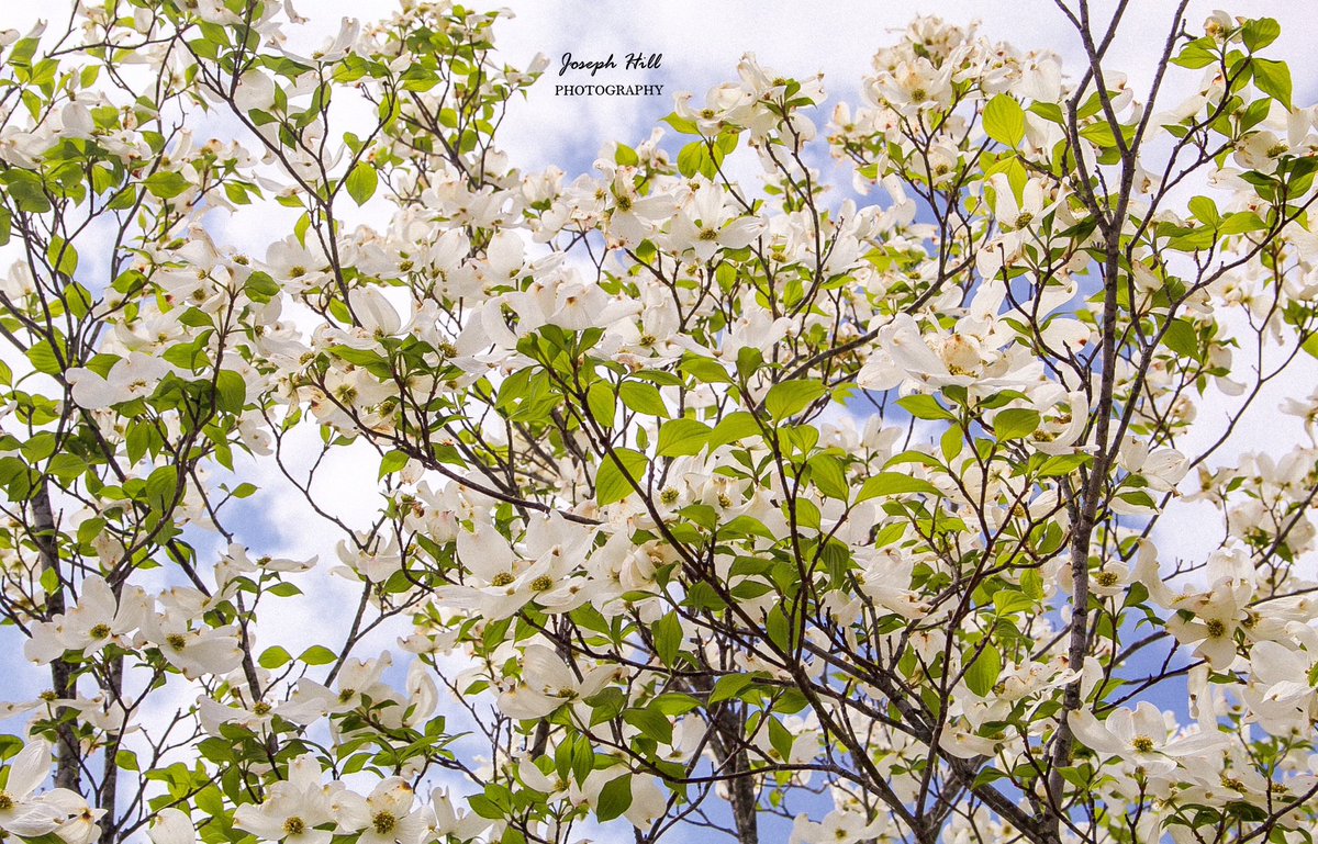JosephHill3794's tweet image. Spring Sky🌸☁️ 
Photo By: Joseph Hill🙂📸🌸

#SpringSky🌸 #bluesky #clouds #tree #springtree #dogwoods #flowers #beautiful #peaceful #nature #daylight #spring #springtime #SpringVibes #springphotography #SouthernPinesNC #April