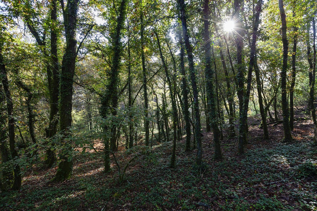 Ridimoas. Paraxe da Barbaña.
Foto: Mani Moretón.
💚🌳