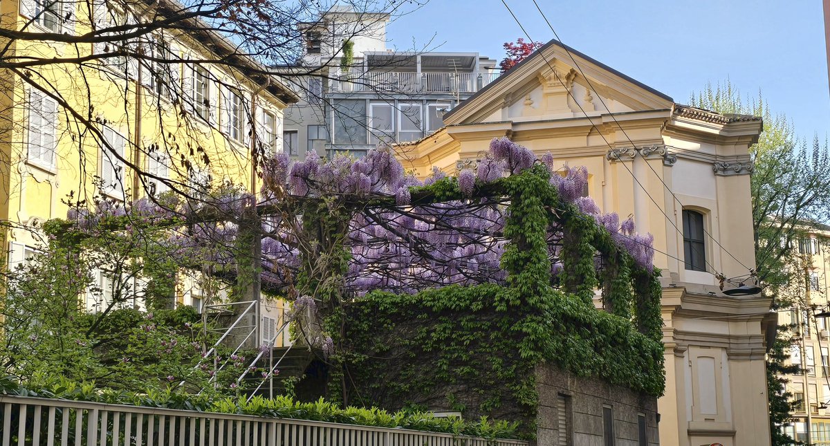 ClaudioBorghi's tweet image. Tornare a Milano e trovare finalmente tutto fiorito il glicine di fronte al Museo Messina. Alle 5 vie fervono i preparativi per il #FuoriSalone (diciamo che se foste allestitori o elettricisti difficilmente non trovereste lavoro in questi giorni)