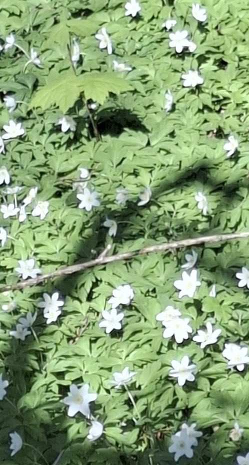 Wood Anemone (Anemonoides nemarosa) carpeting a wood in the Chalke Valley ⁦<a href="/wildflower_hour/">wildflowerhour</a>⁩ ⁦<a href="/BSBIbotany/">BSBI: Botanical Society of Britain & Ireland</a>⁩ #wildflowerhour #woodlandplants #woodanemone #wildflowers