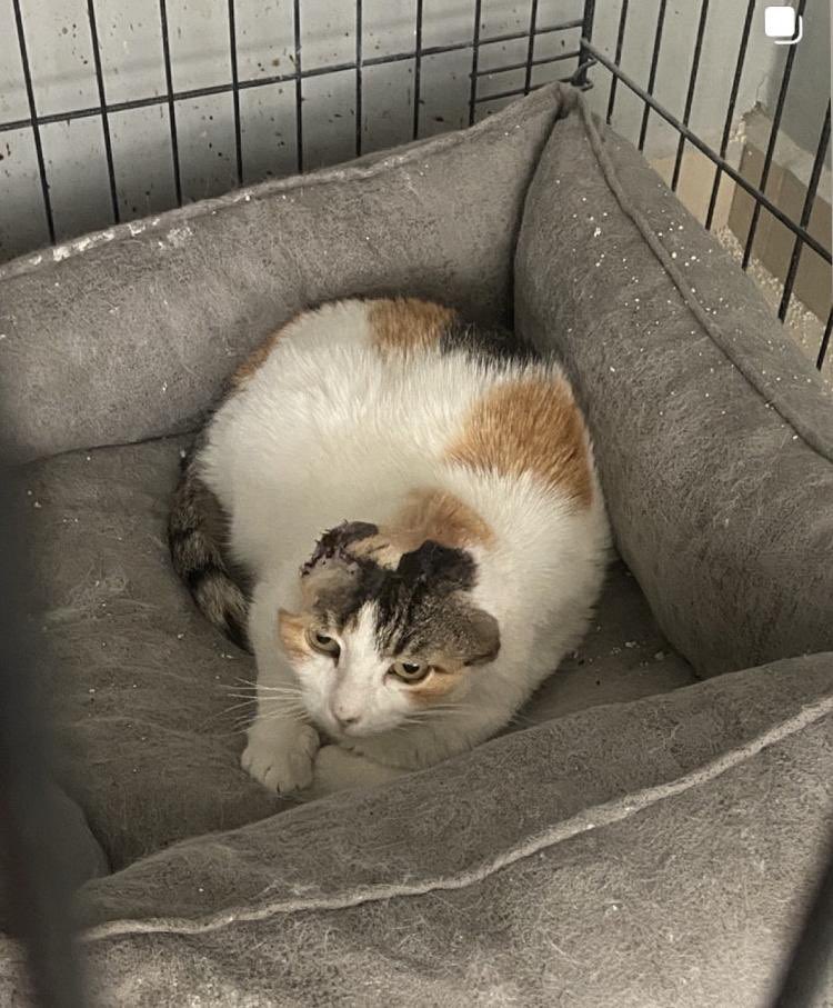 UŞAK Acil Kalıcı / Geçici yuva. Kanser tedavisi gördü iki kulağı alındı ama duyuyor 💜  Başka şehirde olup da sahiplenmek isteyenler olursa ulaşımı sağlayacağız.  instagram.com/p/DHgRRftMd8X/…