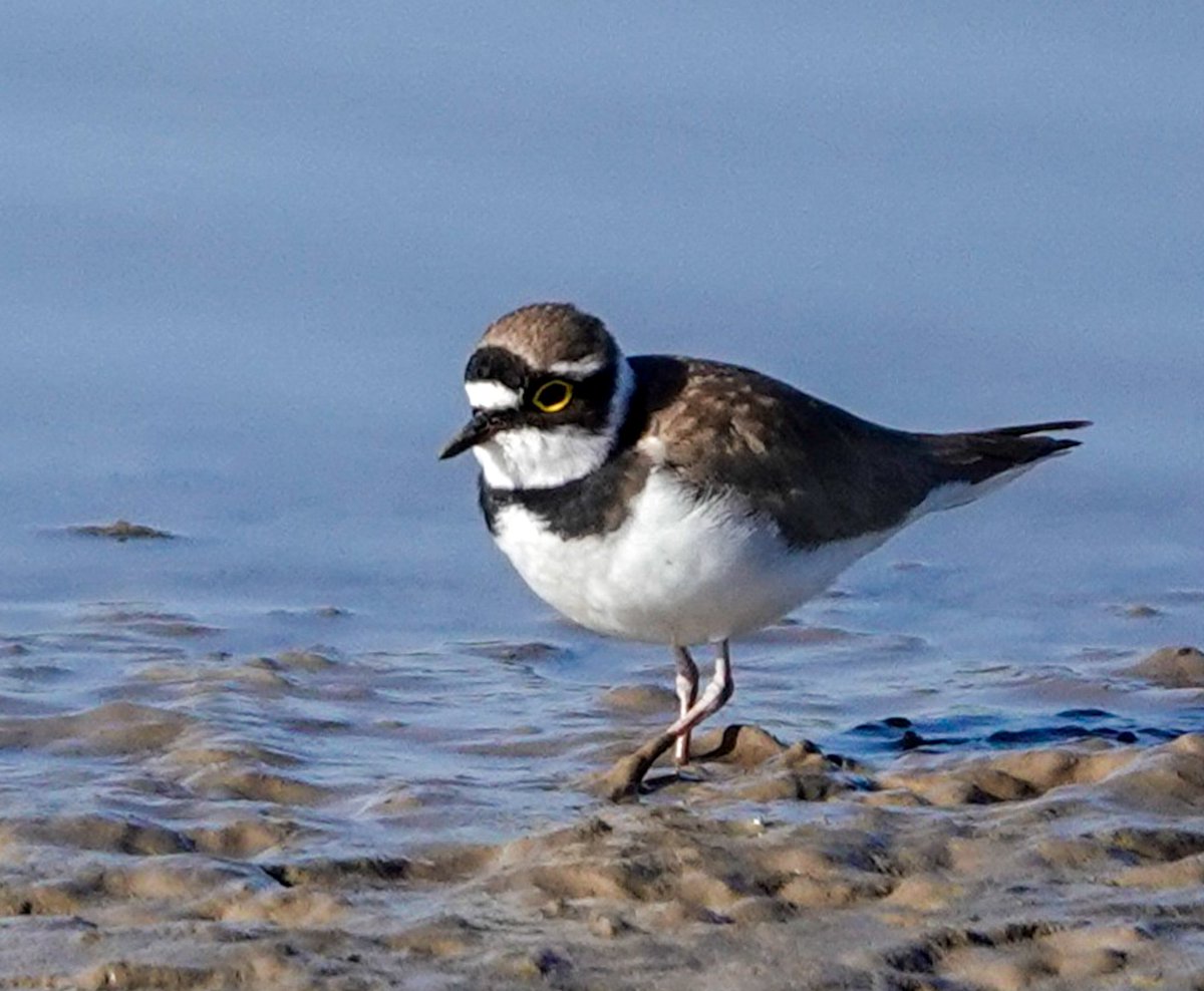 Little ringed plover <a href="/WWTSteart/">WWT Steart Marshes</a>