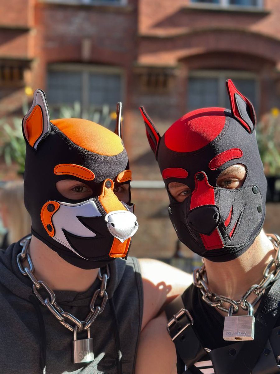 The boys are back in town 💪❤️🧡
@Veles_Doggo 

📸- <a href="/_PupNova_/">PupNova</a>