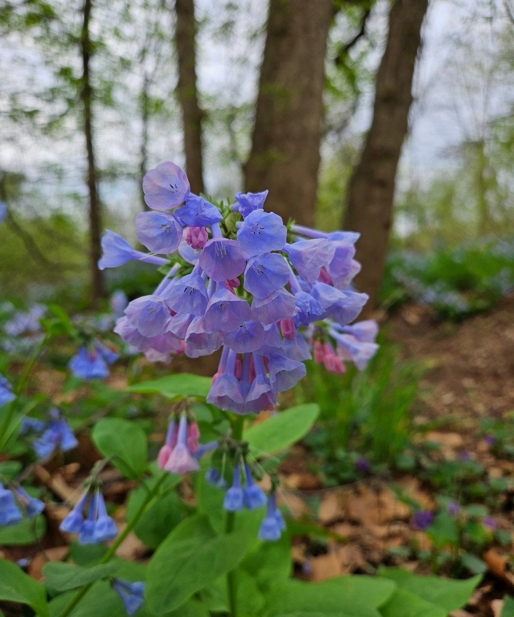 SurferGrl15's tweet photo. The #bluebells around @BullRunRegPark #bullrunpark #novaparks #vaBlueBells #wildflowers #spring @GMA #travelphotography @capitalweather @dcmdvaweather @weatherchannel @WeatherNation @useTMX @Joy7News @StoryfulNews @StormHour @PoPville @spann @KaitlynMcGrath @fox5dc https://t.co/bCjByiDKH0