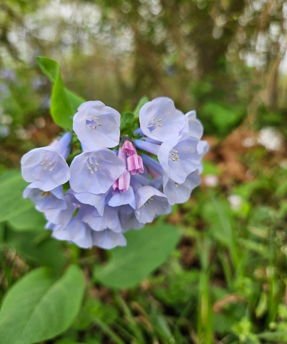 SurferGrl15's tweet photo. The #bluebells around @BullRunRegPark #bullrunpark #novaparks #vaBlueBells #wildflowers #spring @GMA #travelphotography @capitalweather @dcmdvaweather @weatherchannel @WeatherNation @useTMX @Joy7News @StoryfulNews @StormHour @PoPville @spann @KaitlynMcGrath @fox5dc https://t.co/bCjByiDKH0