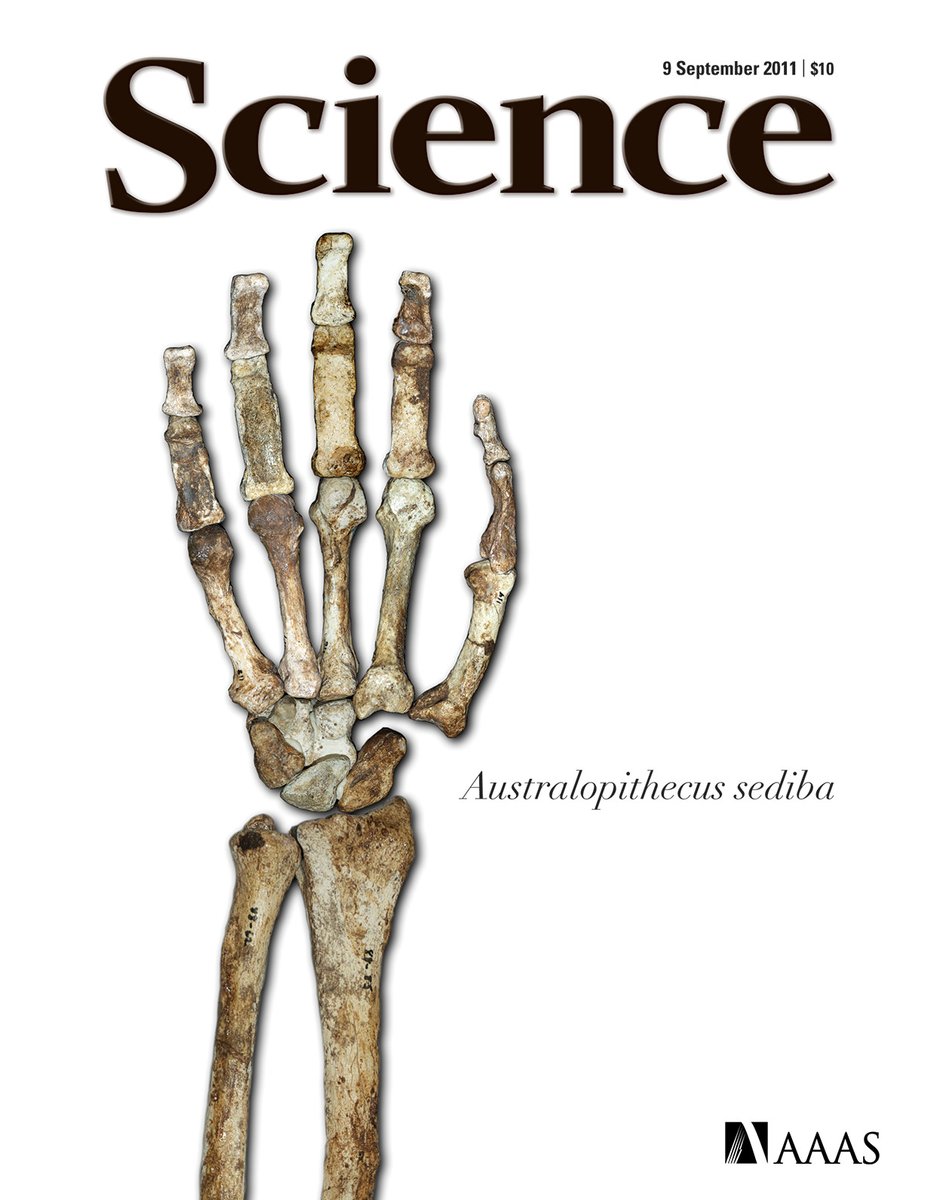 Australopithecus sediba, which lived approximately 2 million years ago, had the most humanlike hand anatomy, featuring a strong pinky muscle that suggests a capacity for precision gripping similar to later human species.Well – Tracy Kivell predicted that when we published and now