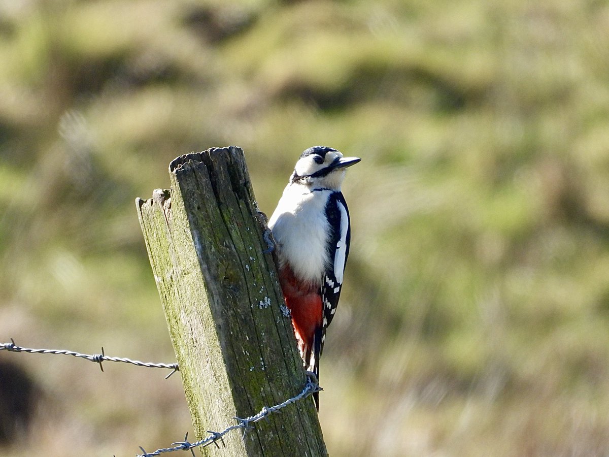 Had some great birds around the East Lancs area today. Highlights included 4 Crossbill, Rock pipit, 2 Wheatear, M Ring Ouzel, F Ring-necked duck and Red-necked grebe with the last two showing exceptionally in todays glorious sunshine ☀️