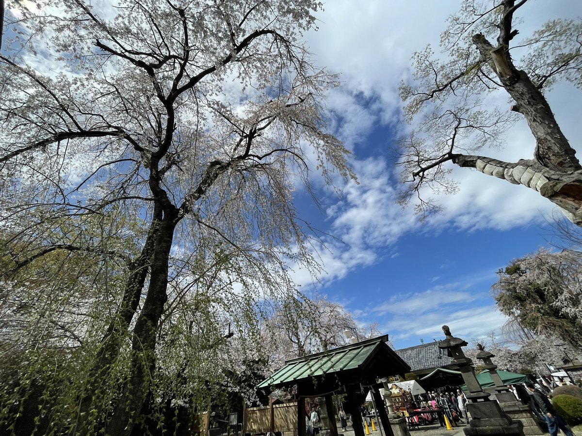 シダレザクラ 】天野山金剛寺の桜｜Cherry Blossoms in Kongo-ji