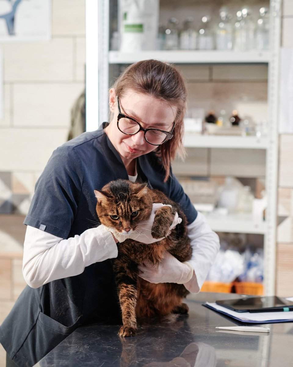 Mindful positivity takes effort, but it can make a huge difference—especially in veterinary medicine. Shift your mindset, reduce stress, and embrace the good. Read more: go.navc.com/4dtNNwl

#VeterinaryWellness #MindsetMatters