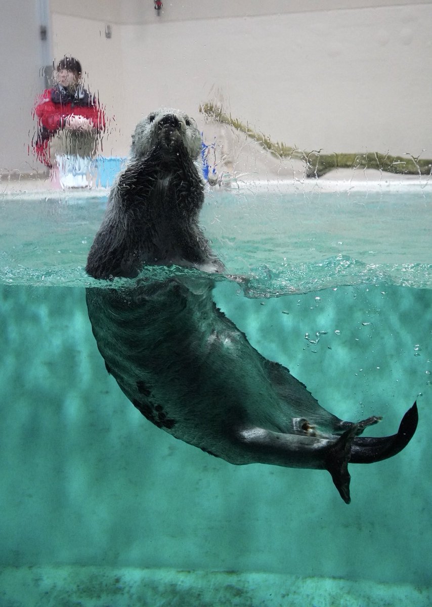 おはキラちゃん🦦🌟