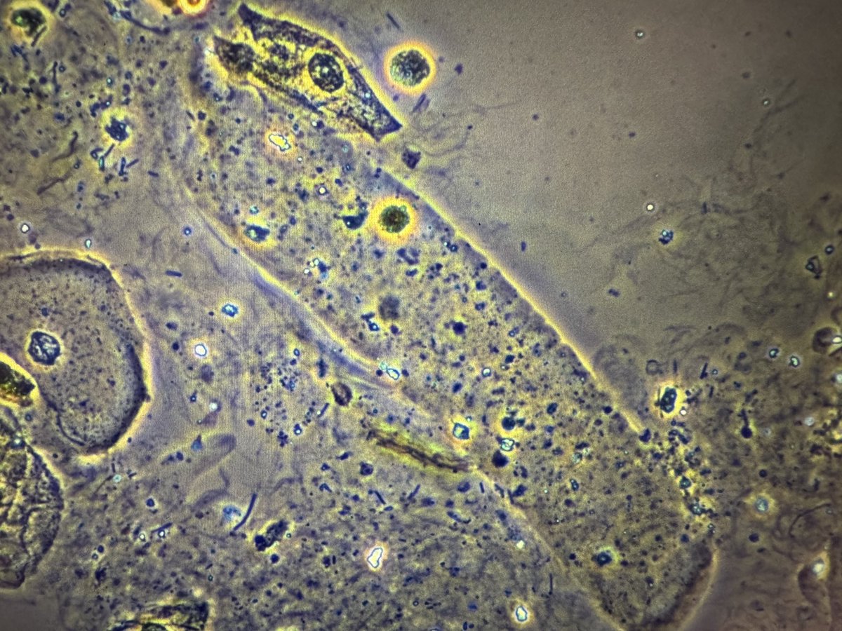 Madeline Chung, MD MS tweet media