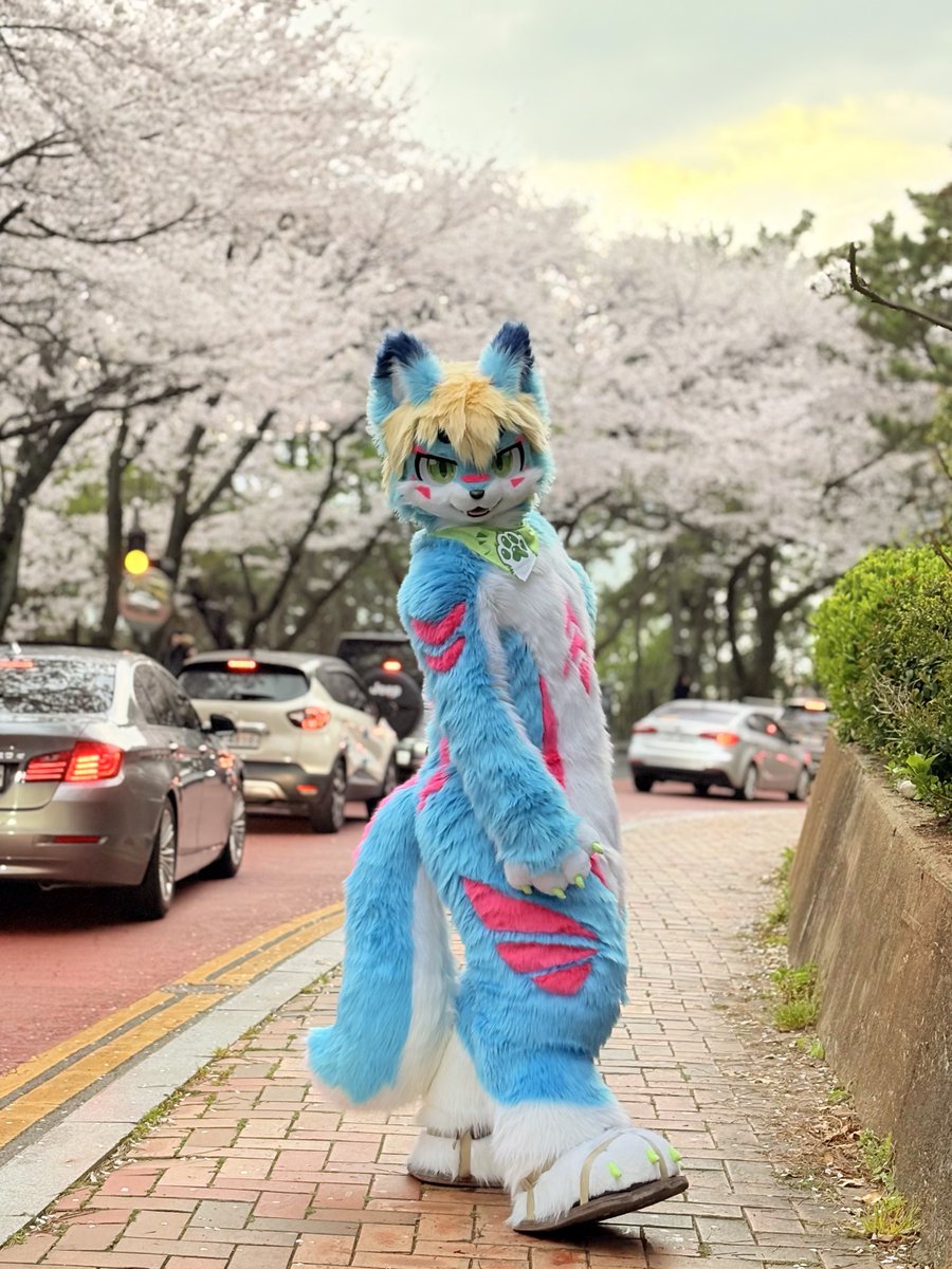#FursuitsEveryday
#Aru #阿鲁 

in 해운대 달맞이길🐾

📸:<a href="/Konpard2A4/">Kona ☕</a>