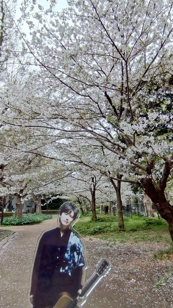 fukutaro_0324's tweet photo. 朝散歩♪(通勤)

曇り
最近雨が多かったから
久しぶりに歩いたー
気持ちいぃぃぃ

いしかわさんアクスタ日比谷公園デビュー😂
ハッシュタグ早速変更しちゃった
(´>∀<｀)ゝ
そして祐くんアクスタと一緒の時のハッシュタグも決めた!!

おはようございます
#ゆうタビ
#プティかわ
#YandI https://t.co/fRBP6TAyfw