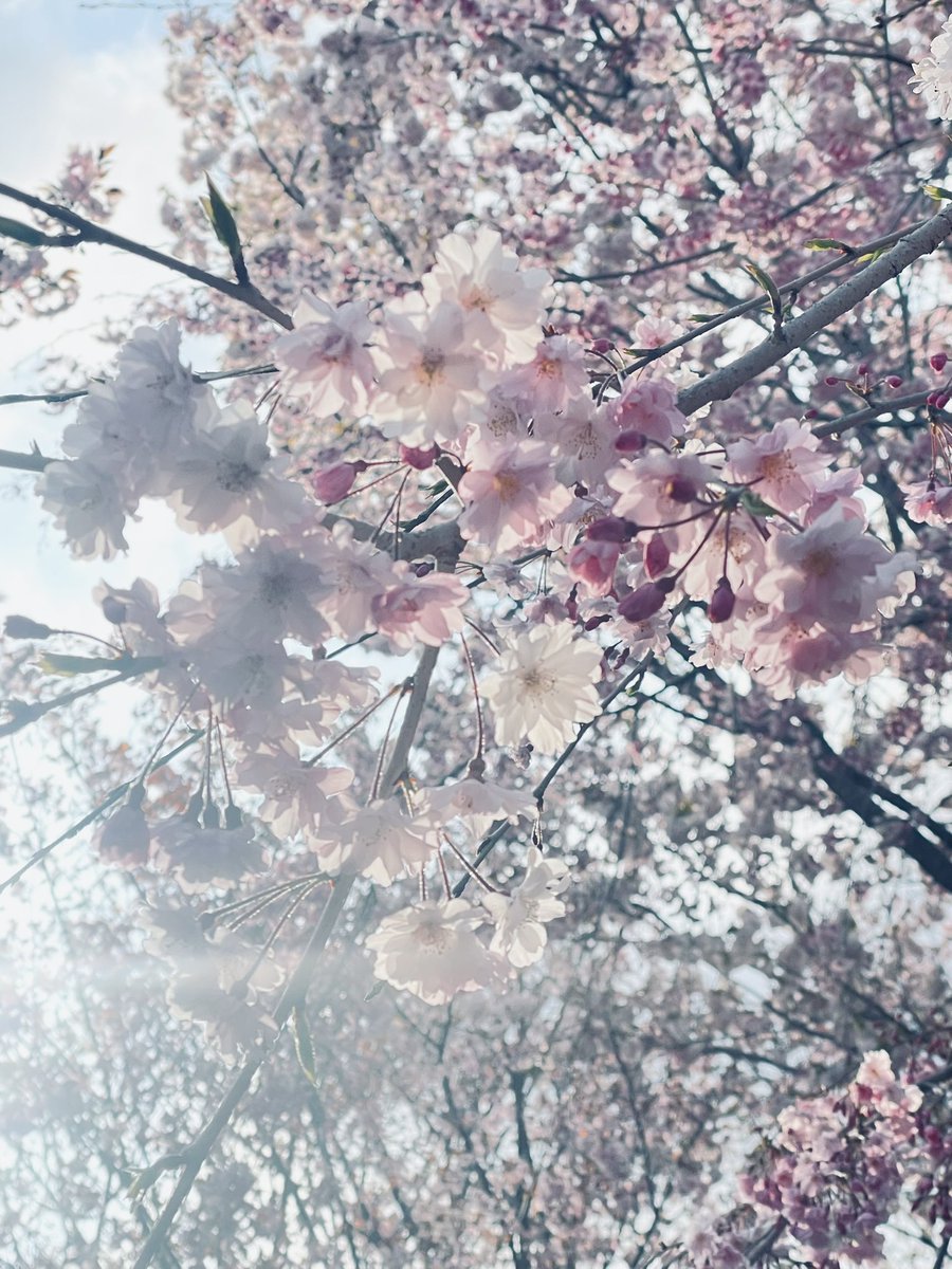 so93914501's tweet photo. 【2025/04/06 #アウトプット日記】
🌸先日とは別のお花見スポットへ。色んな品種の桜が見られて心が洗われた。
🌸今日はレンチン料理。
🌸ずいぶん溜めていた新聞切り抜きの整理。すっきり。
🌸食費管理用のファイル作成。
イメージしていたことをアウトプットできた良い一日だった。 https://t.co/LVzRkXZt5s