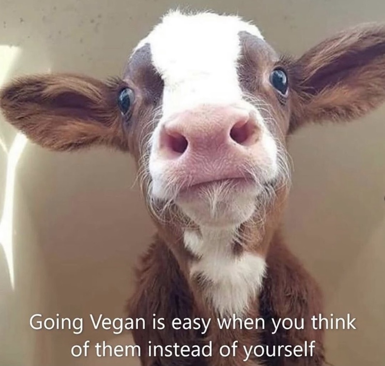 Vegan Future (@veganfuture) on Twitter photo 