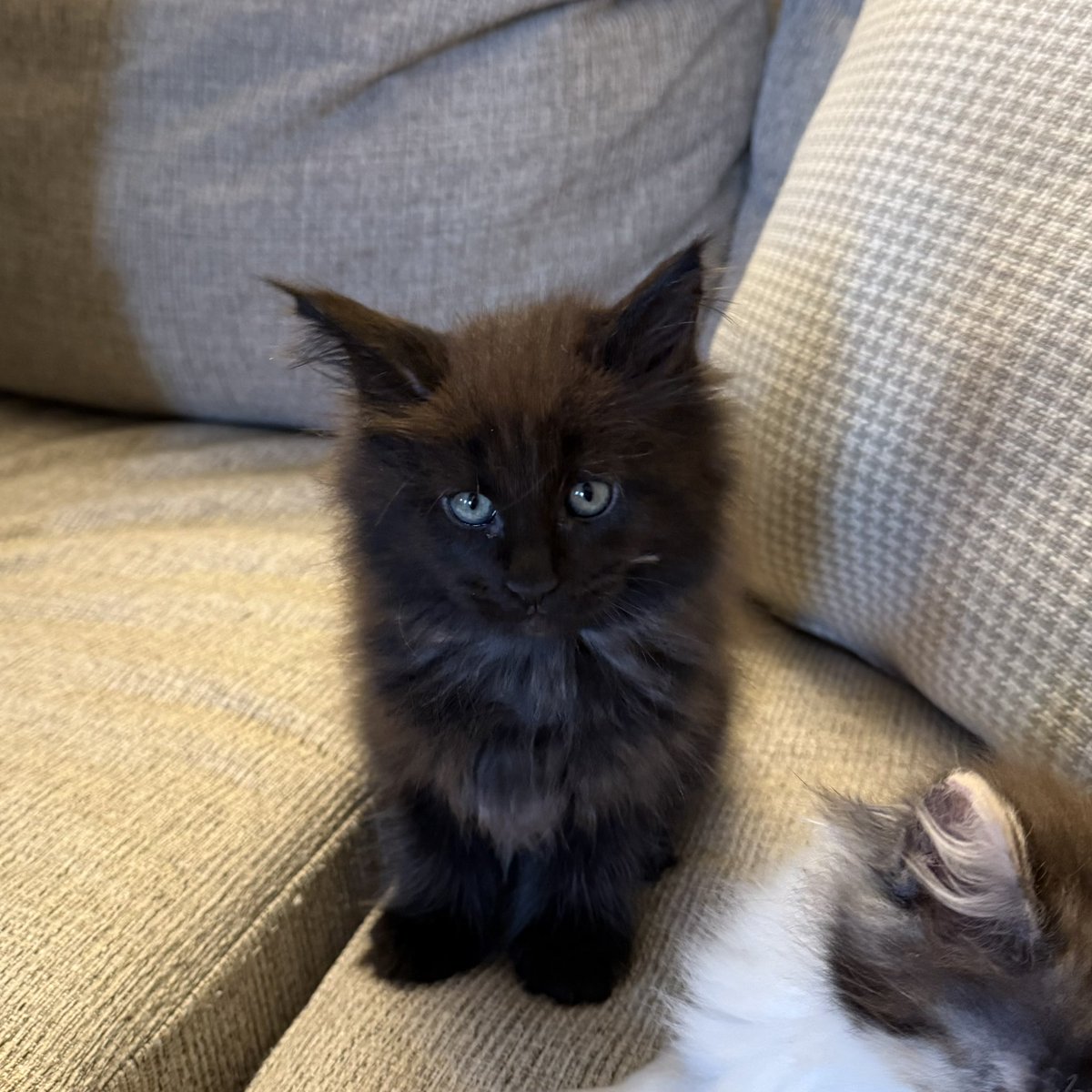 RegionColtsFan's tweet photo. Got to see our new lil guy Drake today! He’s 2 months old today 6 more weeks he comes home! #MaineCoon #BlackSmoke #BigAssCat https://t.co/ffb2r3Z2kE