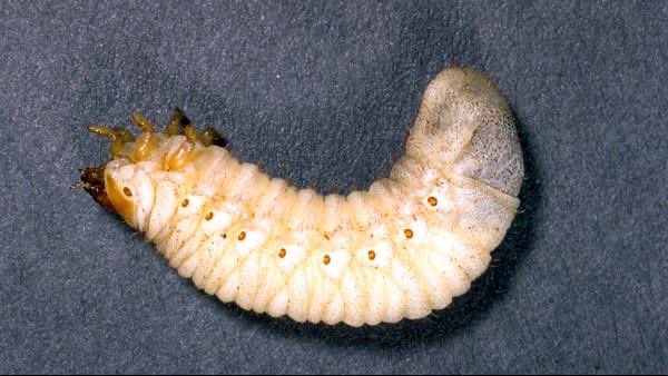 Walking around I noticed a lot of dime-sized holes in lawns today after a rain last night in Blacksburg.  They are likely caused by green June beetle larva coming out of the saturated soil and moving about on the surface.  In a month they will pupate.