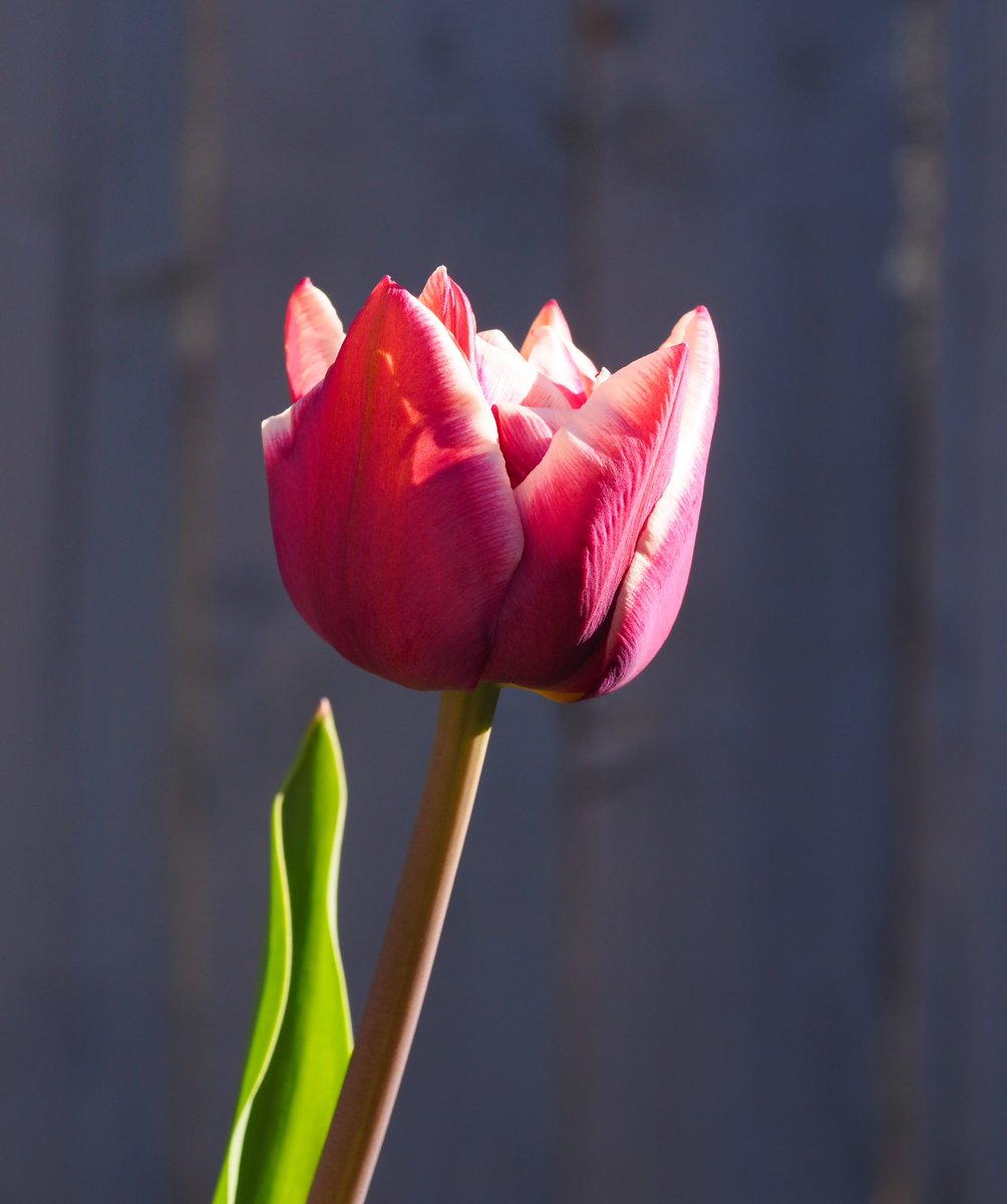 From my garden in #cwmbran #tulips 🌷 <a href="/ThePhotoHour/">#ThePhotoHour</a> <a href="/S4Ctywydd/">S4C Tywydd</a>