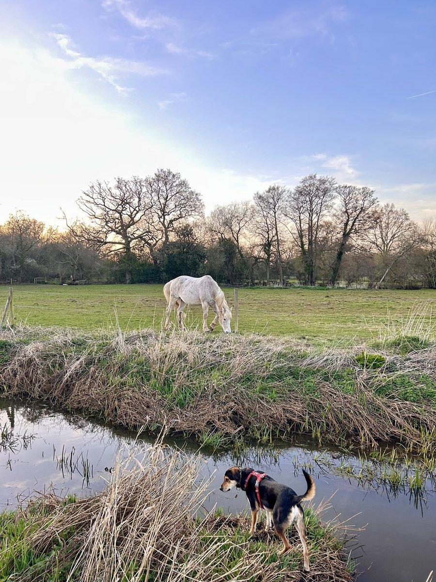 34.9kms #NHS1000miles walked with my boy 🐕 this week in the sunshine. ☀️ Hope everyone had a good week? #RescueDog #nature #sundayvibes #SundayCheckIn