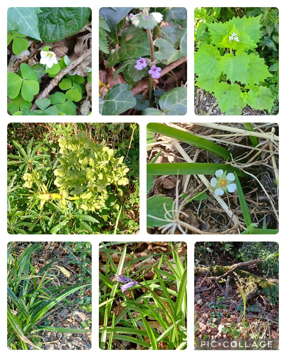 Suzanne Coleman (@sucoleman) on Twitter photo Some more #woodlandplants from the woods in Colwyn Bay for this week's #wildflowerHour challenge Wood sorrel, Ground ivy, Hedge mustard, Stinking hellebore, Barren strawberry, Glaucous sedge, Bluebell and Hairy woodrush <a href="/wildflower_hour/">wildflowerhour</a> <a href="/Love_plants/">Plantlife</a> <a href="/BSBIbotany/">BSBI: Botanical Society of Britain & Ireland</a> <a href="/BSBICymru/">BSBI Wales</a> Some more #woodlandplants from the woods in Colwyn Bay for this week's #wildflowerHour challenge Wood sorrel, Ground ivy, Hedge mustard, Stinking hellebore, Barren strawberry, Glaucous sedge, Bluebell and Hairy woodrush <a href="/wildflower_hour/">wildflowerhour</a> <a href="/Love_plants/">Plantlife</a> <a href="/BSBIbotany/">BSBI: Botanical Society of Britain & Ireland</a> <a href="/BSBICymru/">BSBI Wales</a>