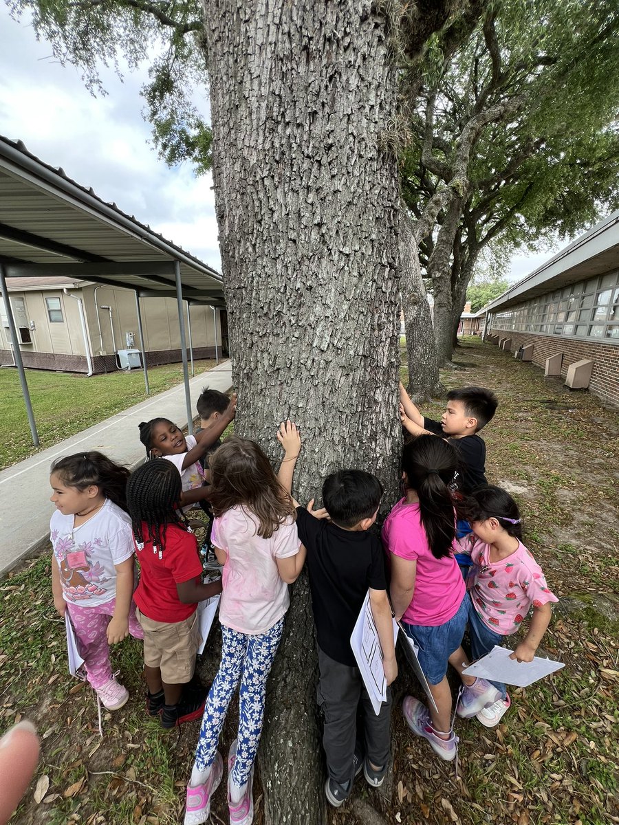 Are Trees Alive? 

After a lot of investigation and thinking… we concluded they are alive! Ended our inquiry based lesson by hugging, cheering on and saying nice things to this tree 🫶🏻😂 <a href="/prekpasadena/">Prek Pasadena</a>