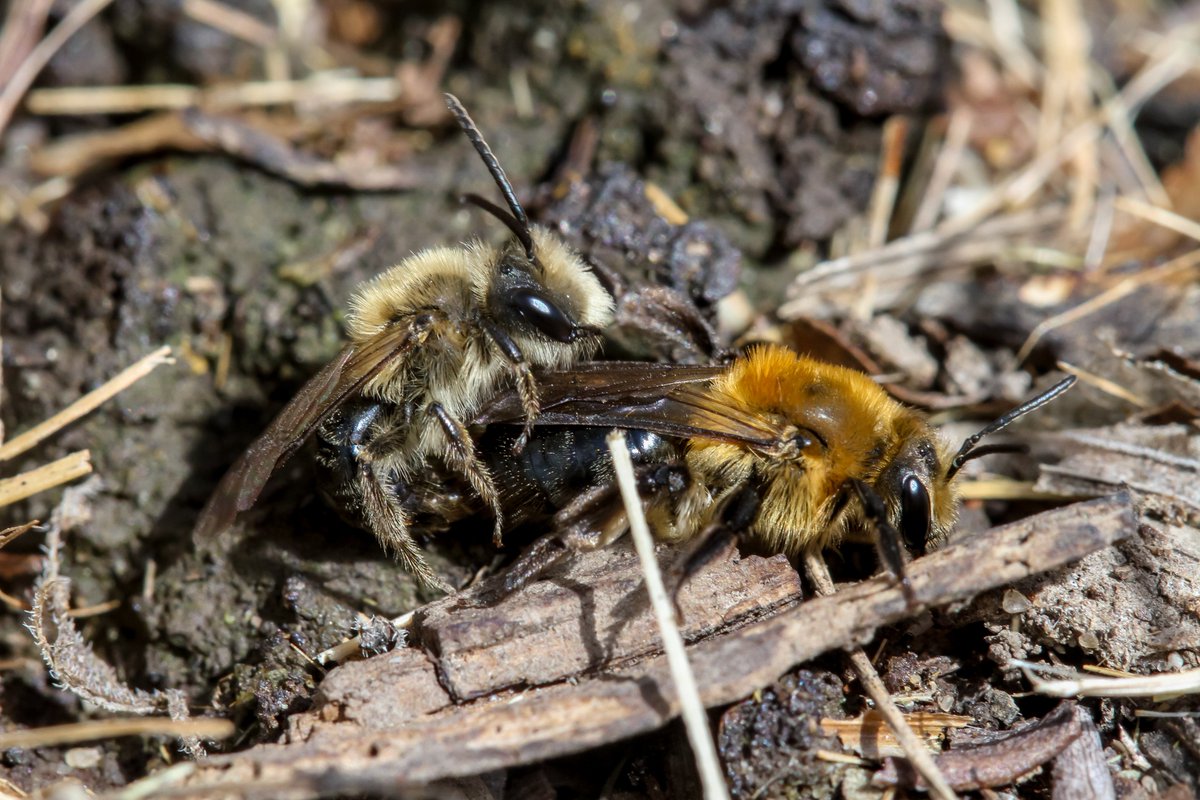 Over a hundred Dunning's mining bees (Andrena dunningi) are back in the front yard again this year! WARNING: Graphic Content #bees #pollinators #insects #Illinois #nature #photography #Spring