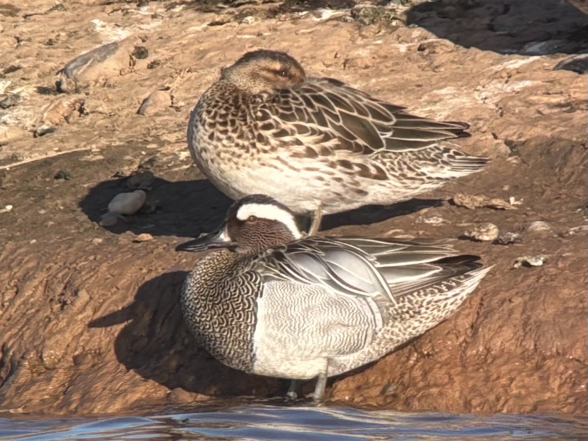 Pair of Garganey still present at Ripple Pits, south lake island, early evening, also House Martin &amp; Common Sandpiper. At Clifton Pits late afternoon, 2 Black-tailed Godwit still present on north pit.