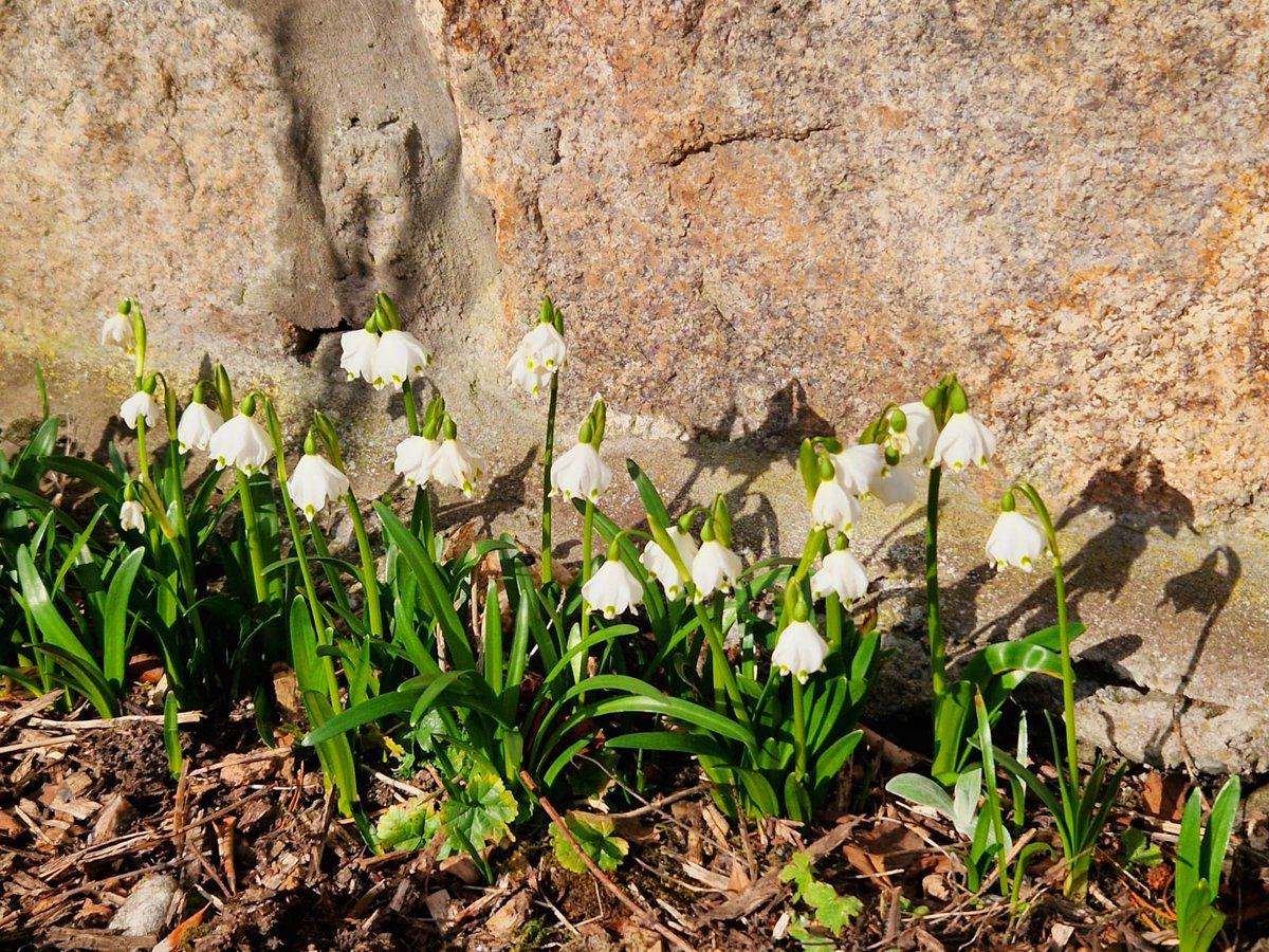 Spring has arrived at #PilmuirCottage☀️ The sunshine is streaming in and the garden’s bursting with colour from all the spring flowers. A perfect time to relax, explore, and enjoy the Highlands new season. 

Book your stay this spring or summer: holidaycottages.co.uk/cottage/78920-….