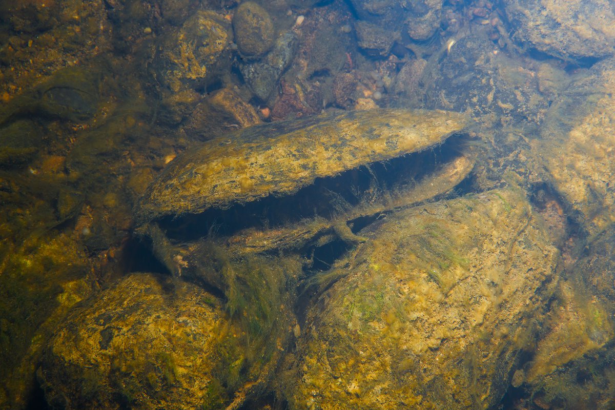 Dead shell of a Freshwater Pearl Mussel (Margaritifera margaritifera) in the River Mulkear this evening. 

This species was once thought to be absent from this Natura 2000 river. However, I found a few live individuals downstream of Annacotty Weir in April 2022 - the first
