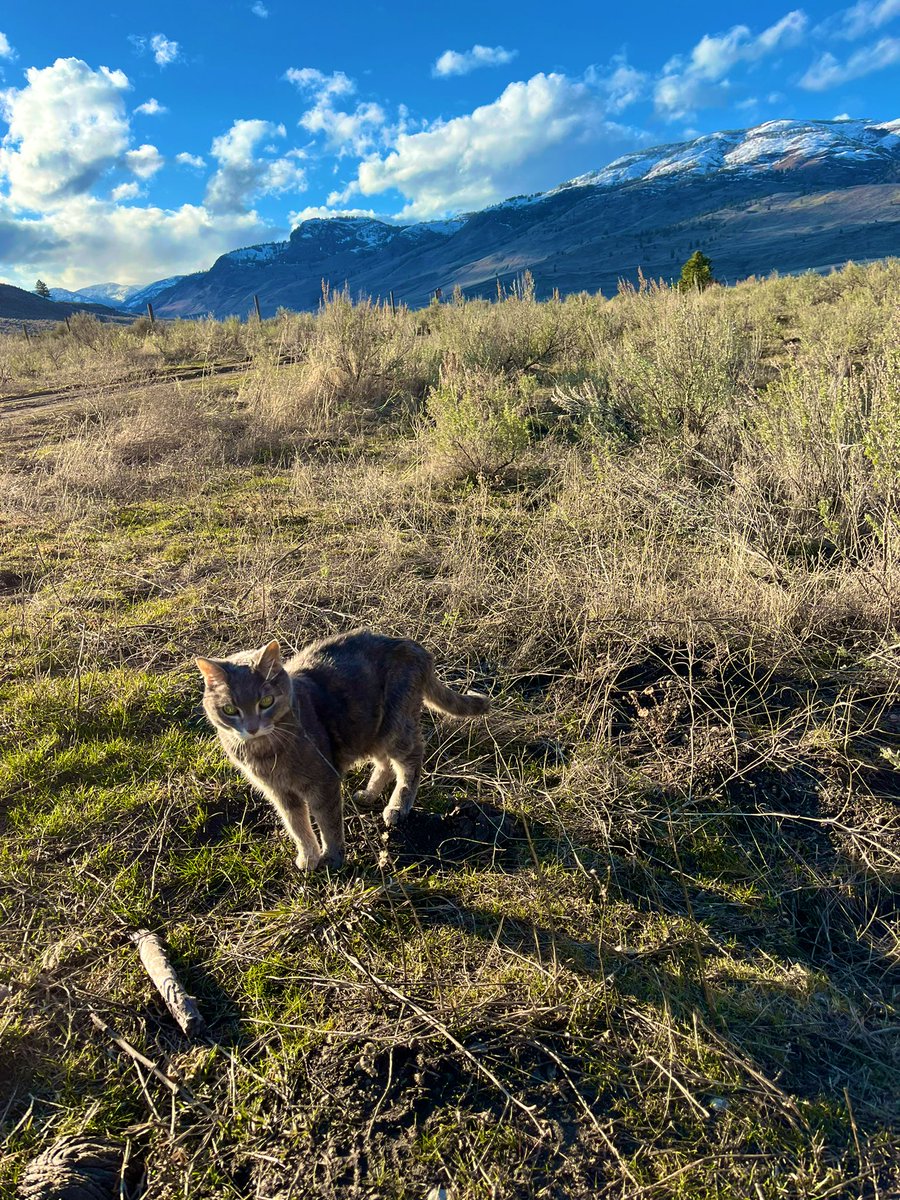 Miss Hissy Pissy tweet media