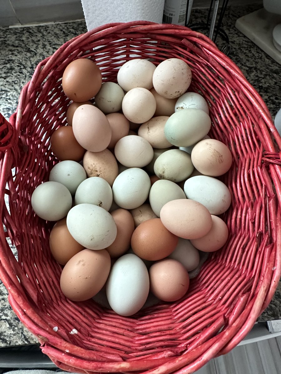 ngbshpend.eth 🍌 tweet media