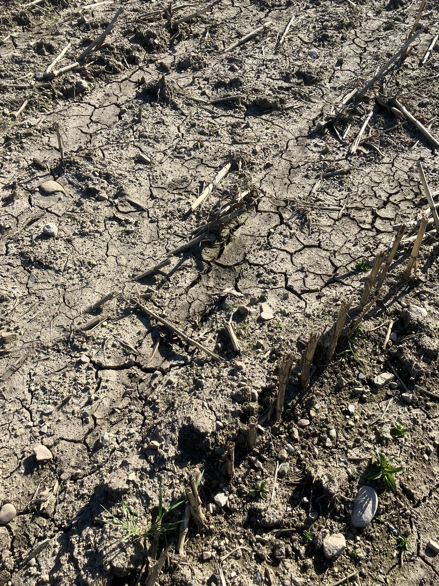 It’s a bit dry for early April. 

This doesn’t bode well unless there’s some rain soon.