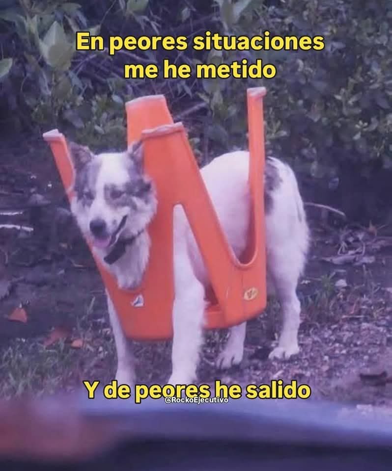 Dilo con perritos (@diloconperritos) on Twitter photo 