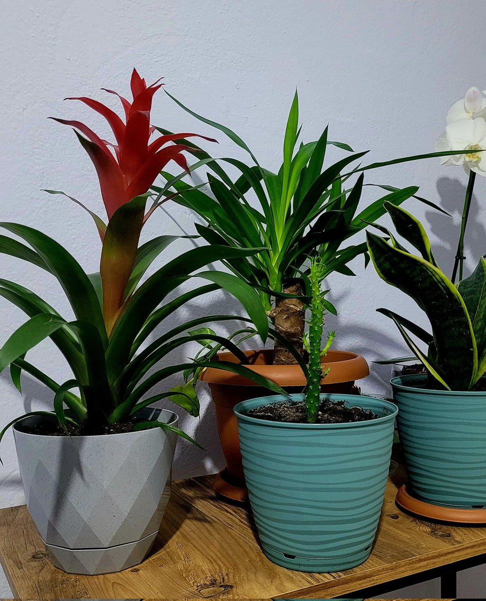 Hangi eve 
Başımızı soktuysak..
Yer yerinden oynadı
Aşkımızdan

Büyük aşklar 
Eve sığmaz diye
Bir şair sözü vardır da 
Ondan
-Özdemir Asaf-
#iyigeceler #kitapseverlertakiplesiyor  #benimokumam #maviayraç #pazar