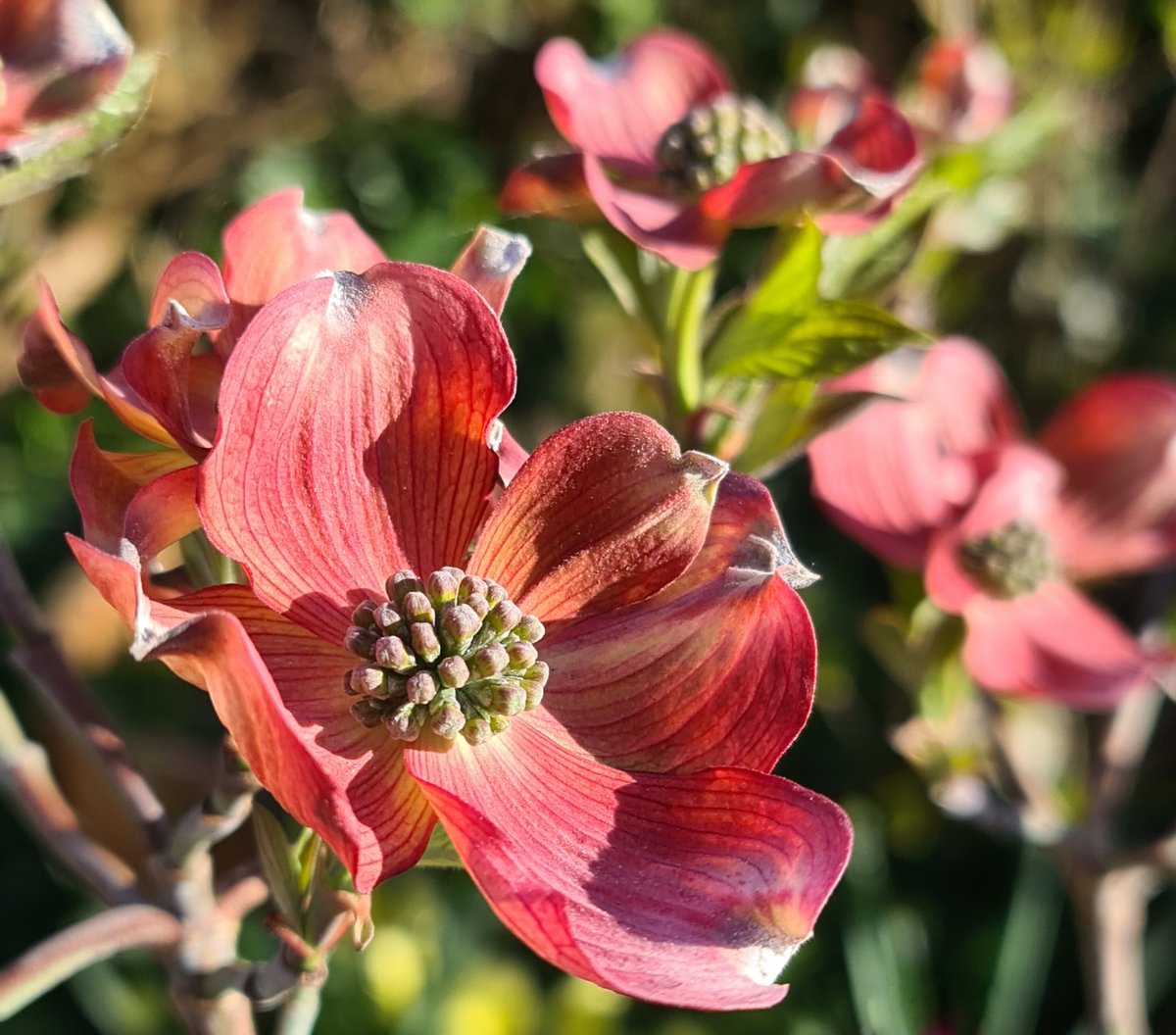 PetesPassis's tweet photo. Cornus Kousa 'Cherokee Chief' growing in my garden. The red 'petals' are actually bracts.

#petespassis #cornus #uk #berkshire #kousa  #cherokee #chief #plants https://t.co/DET5jWH8xr