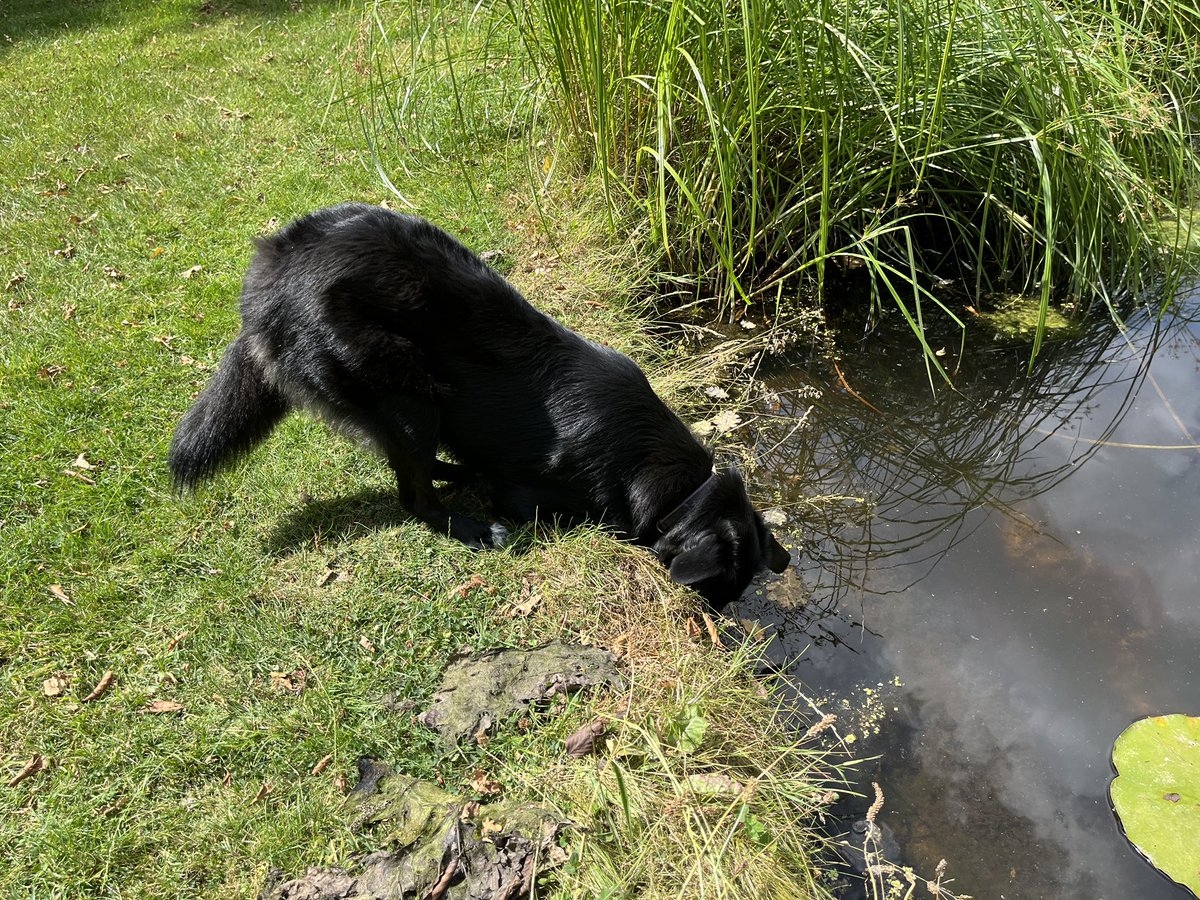 Crohnoid's tweet photo. @GWmag #Houdi enjoying the garden and what he finds there https://t.co/Q2ztEddpSI