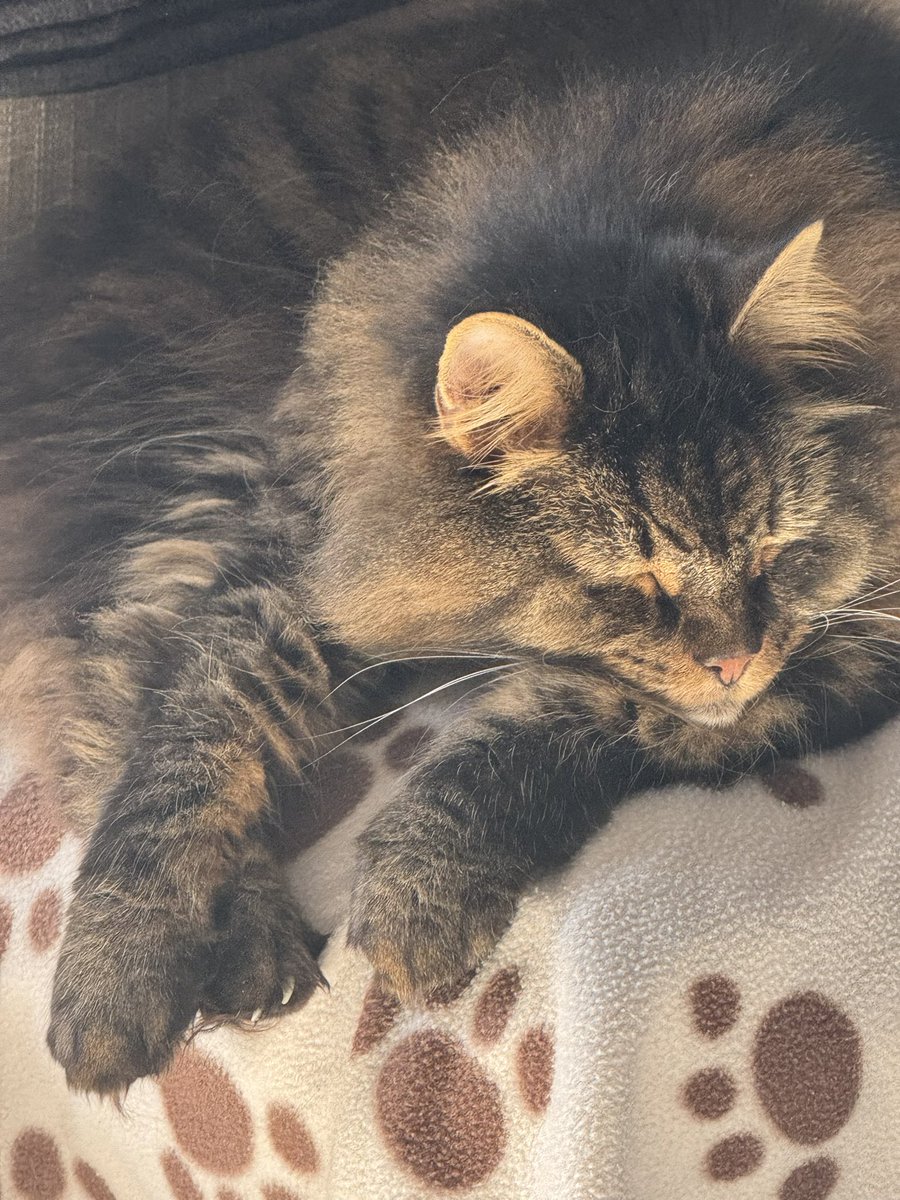 πΊπΊππβοΈβοΈHugo Mainecoon πππ¦οΈβοΈβοΈπΊπΊ (@hugostevens15) on Twitter photo Pawcircle for our lovely Donald who has gone to Rainbow Bridge ππππ<a href="/filzballjaeger/">Donald π</a> #pawcircle Pawcircle for our lovely Donald who has gone to Rainbow Bridge ππππ<a href="/filzballjaeger/">Donald π</a> #pawcircle