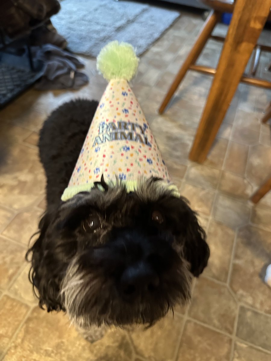 sunfIowerems's tweet image. it’s my dog’s birthday can we get a follow @Michael5SOS